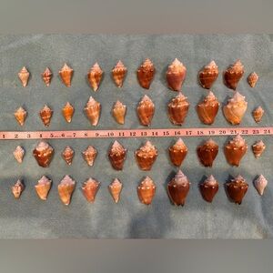 40 Florida Fighting Conch Shells.  Wide variety of shapes & sizes. Crafting!!!